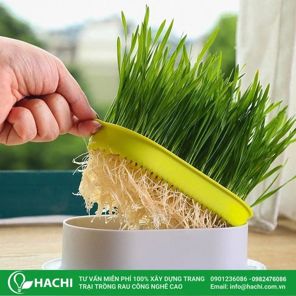 Cây lúa cần nhiều ánh sáng