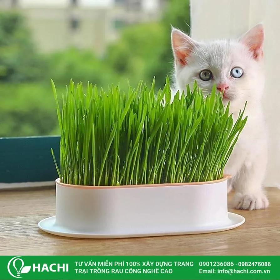 Cách Trồng Mướp Ra Nhiều Quả: Kỹ Thuật Chuyên Sâu Tăng Năng Suất