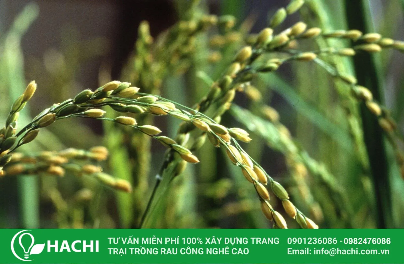 Trồng lúa thủy canh cho năng suất tốt