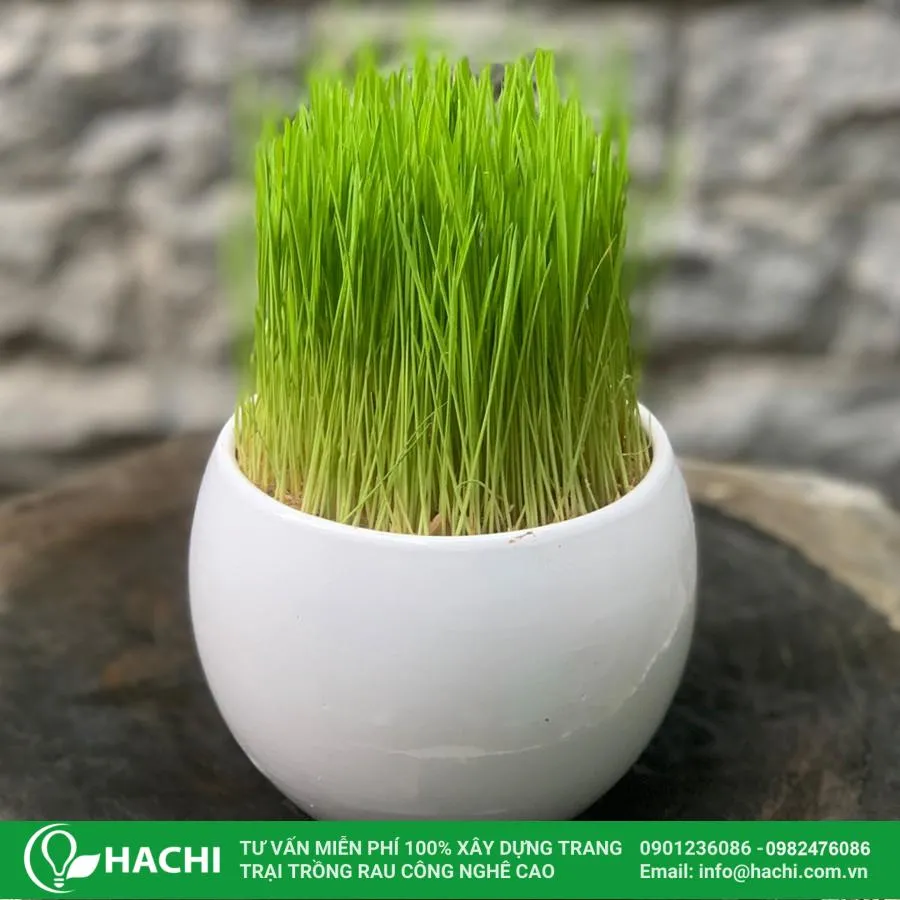 Khi cây non cao khoảng 5 cm lên, bạn bỏ vải che và cho cây ra nơi có ánh sáng tự nhiên