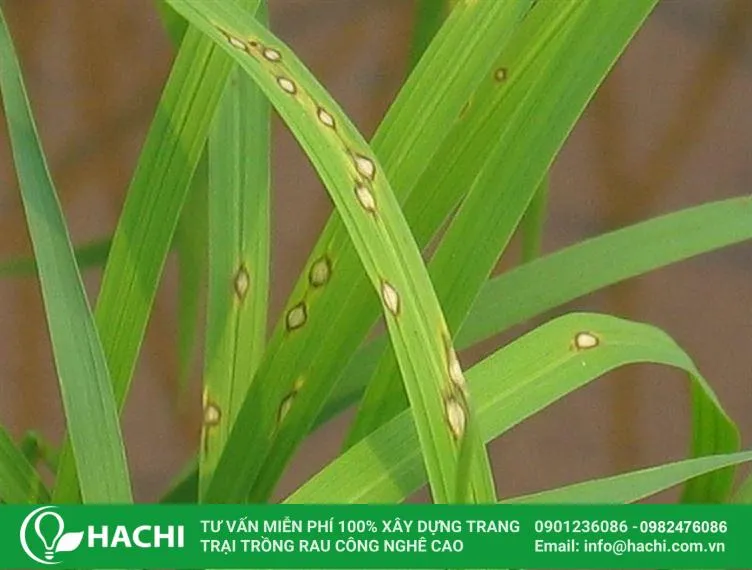 Bệnh đạo ôn trên cây lúa