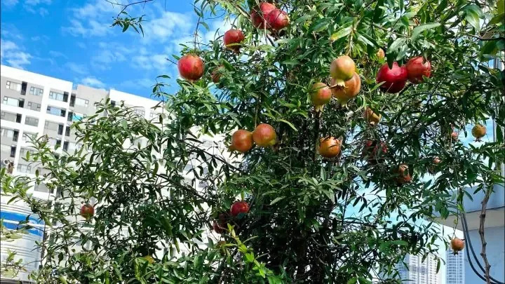 Tuyển chọn giống lựu thích hợp và cải tạo đất trồng để tăng năng suất