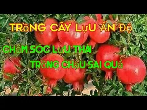 Chăm sóc đặc biệt giai đoạn ra hoa, nuôi quả và thu hoạch lựu đúng kỹ thuật