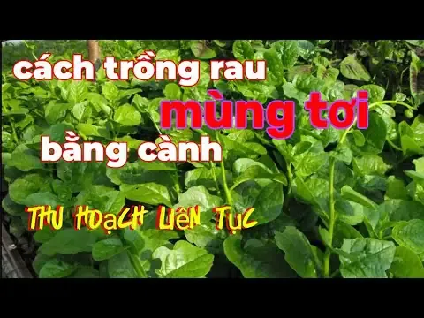 Hình ảnh chậu mai đã được uốn tạo thế, chăm sóc để chuẩn bị ra hoa dịp Tết