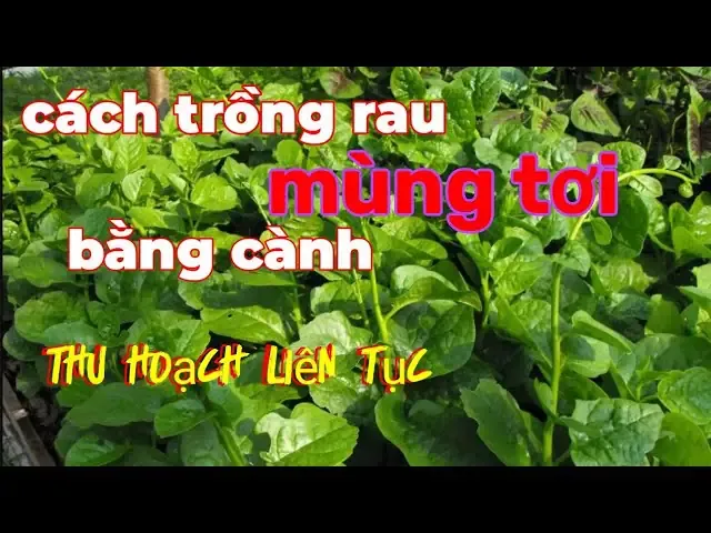 Hình ảnh một số chậu mai con đã ra lá non, được chăm sóc dưới lưới che