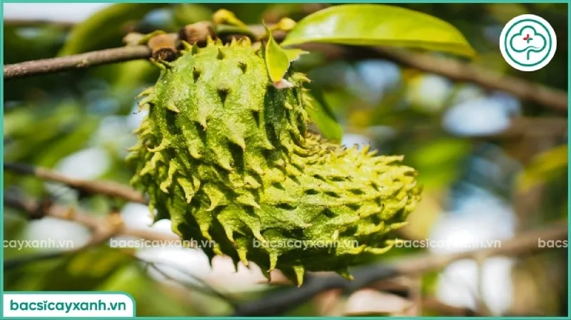 Thu hoạch mãng cầu xiêm khi quả đã đạt đủ kích thước và mắt gai bắt đầu mở