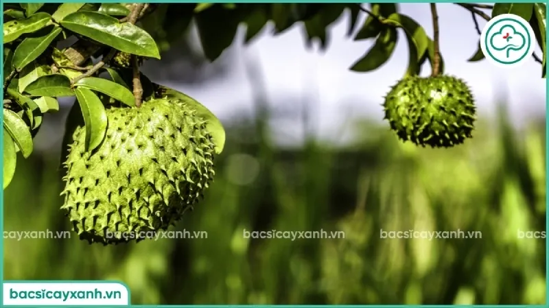 Thời điểm trồng mãng cầu xiêm thích hợp nhất là đầu mùa mưa để tiết kiệm nước tưới