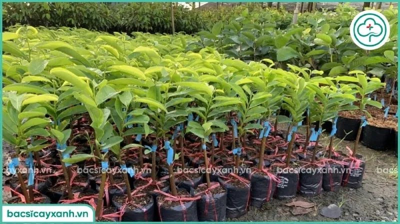 Cách Trồng Hành Tây Trong Đất: Hướng Dẫn Chi Tiết A-Z Đạt Năng Suất Cao