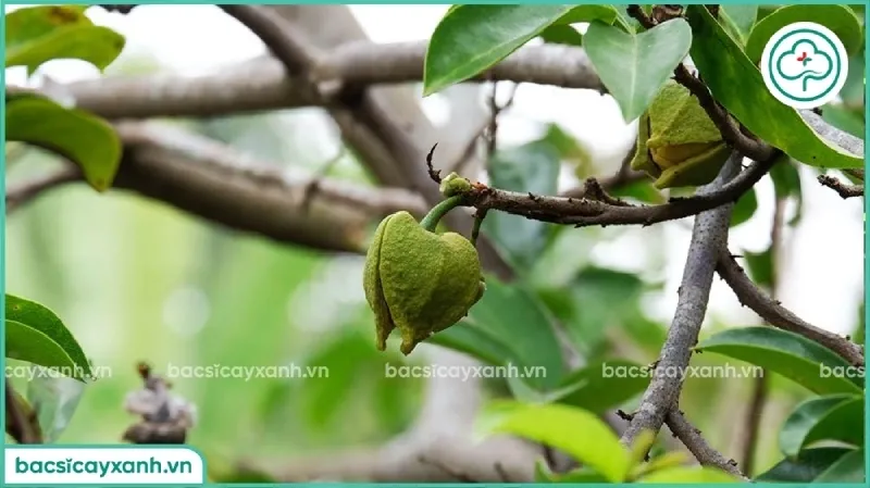 Chăm sóc cây mãng cầu xiêm kỹ lưỡng qua việc tỉa cành và bón phân định kỳ