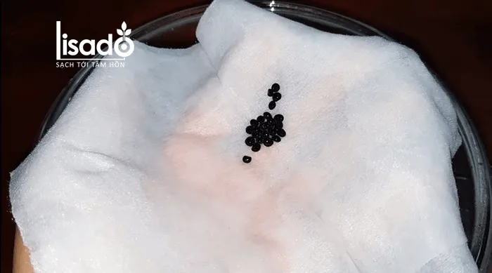 Quy trình ủ hạt giống măng tây trong khăn ẩm để nứt nanh