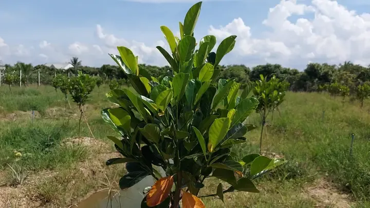 Khoảng Cách Trồng Mít Ruột Đỏ Tối Ưu Cho Năng Suất Cao