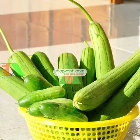 Hiệu Quả Kinh Tế Cao Khi Trồng Mướp Hương Thái Lan