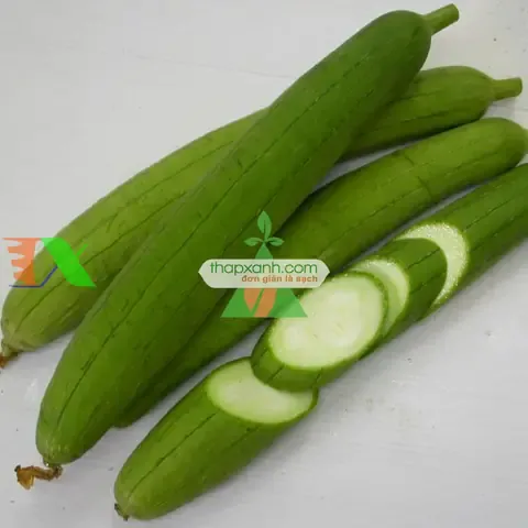 Quá Trình Thụ Phấn Mướp Hương Thái Lan Tăng Năng Suất