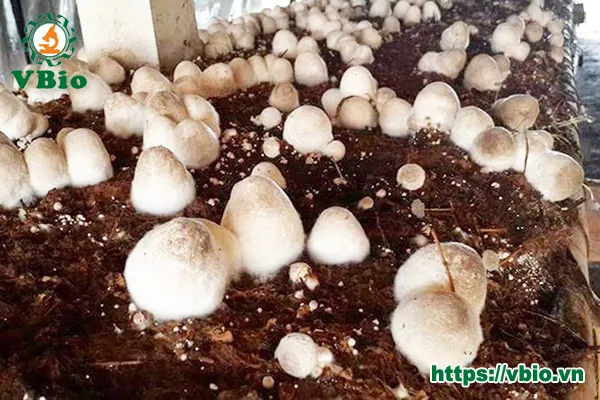 Quá trình thu hoạch nấm rơm từ các bịch mùn cưa trong nhà nuôi