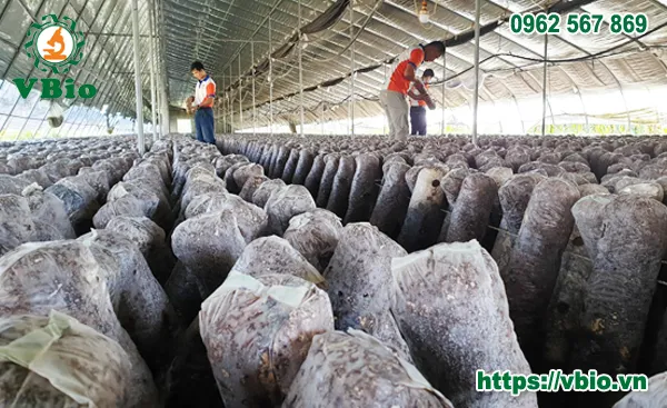 Cận cảnh mùn cưa đã được ủ và bổ sung dinh dưỡng sẵn sàng cho việc cấy giống