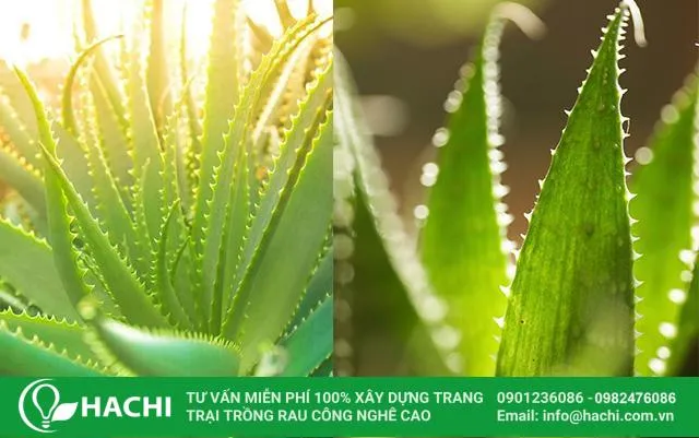 Đưa nha đam ra tắm nắng 1 lần/tuần để cây quang hợp tốt hơn