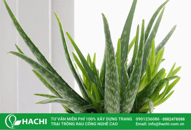 Từ cây nha đam mẹ sẽ mọc ra nhiều cây con