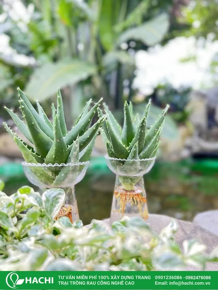 Không để nước trồng ngập lên thân cây nha đam