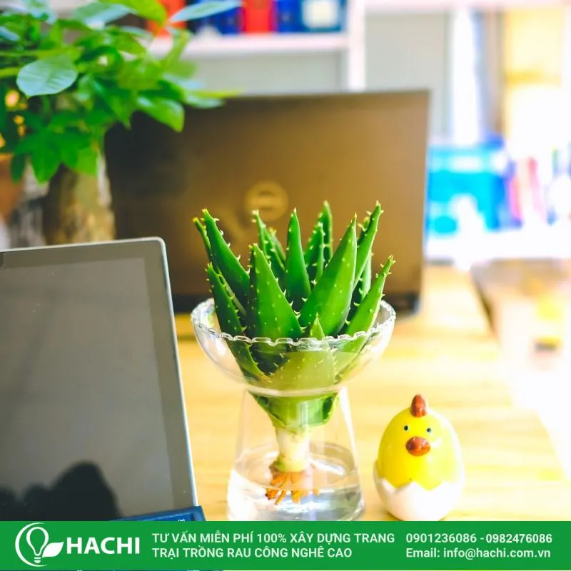 Nha đam thủy canh rất dễ trồng và dễ chăm sóc