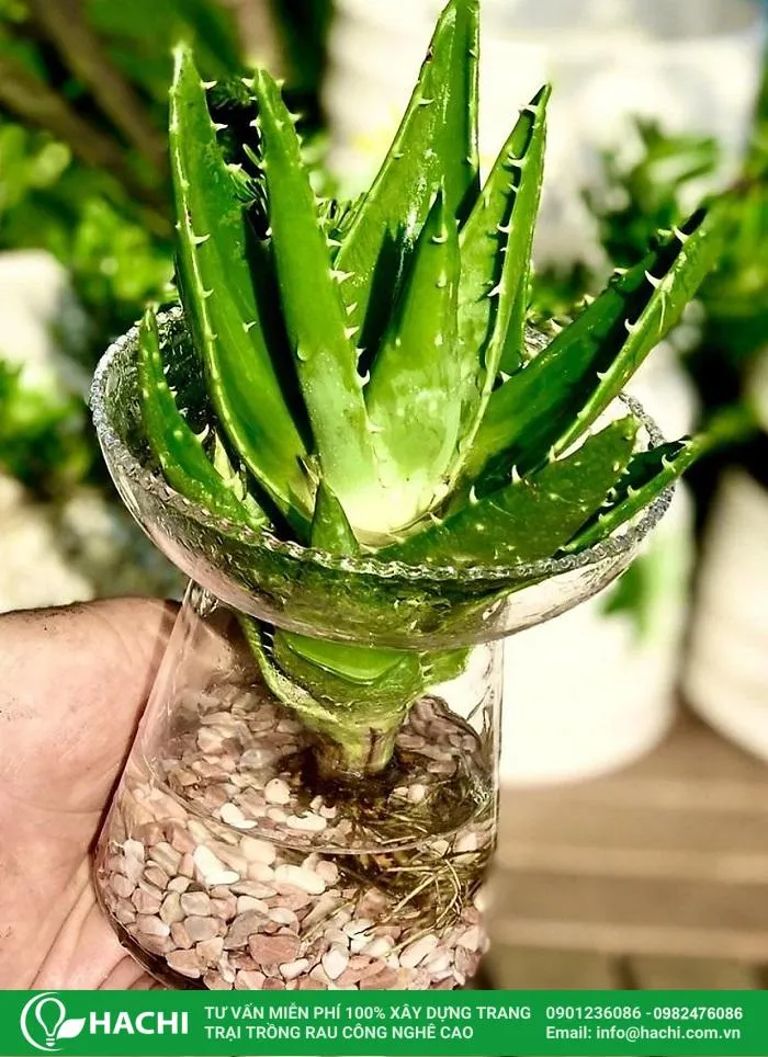 Chuẩn bị dụng cụ trồng nha đam thủy canh tại nhà