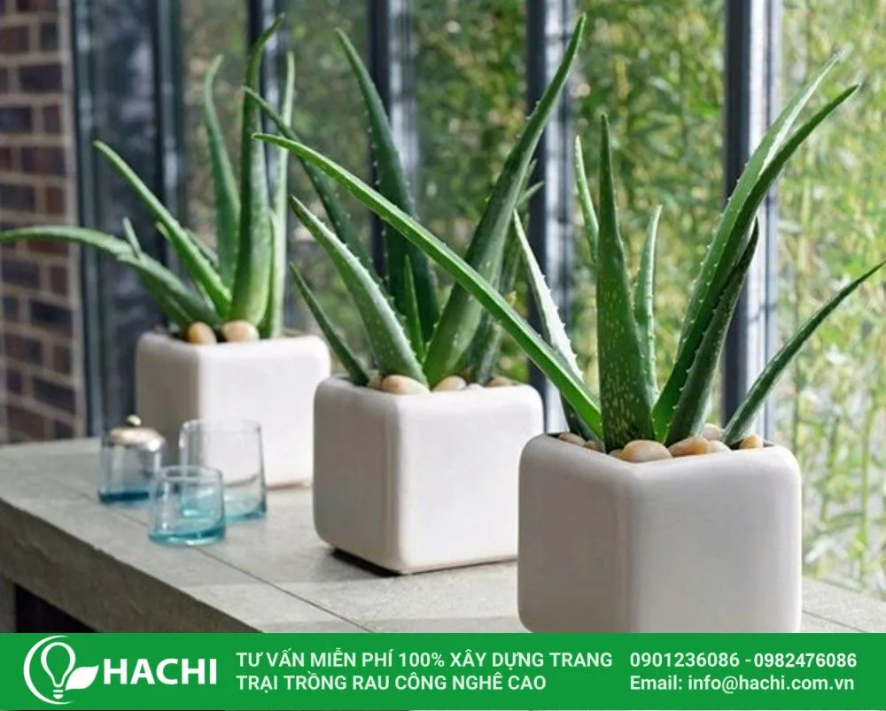 Nha đam thuộc họ thực vật Asphodelaceae