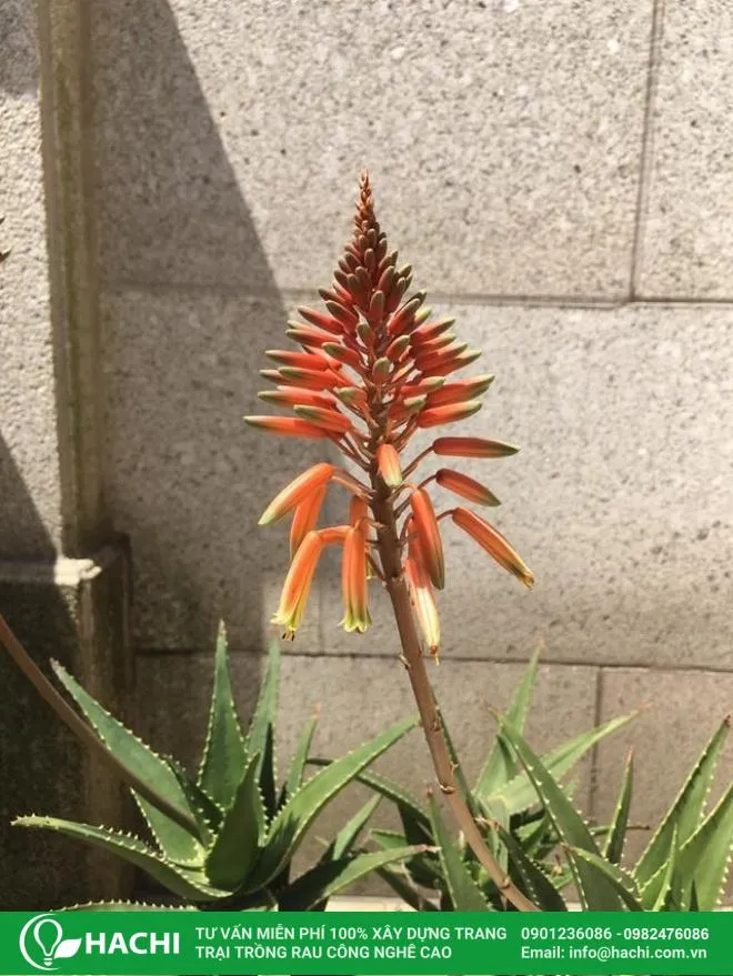 Hình ảnh hoa nha đam màu vàng hoặc đỏ