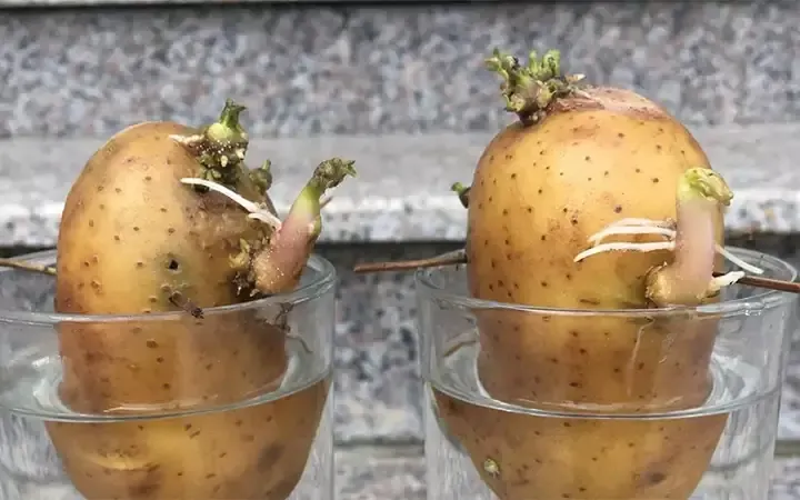 Vườn nho xanh tươi, minh họa kỹ thuật trồng nho ở miền tây