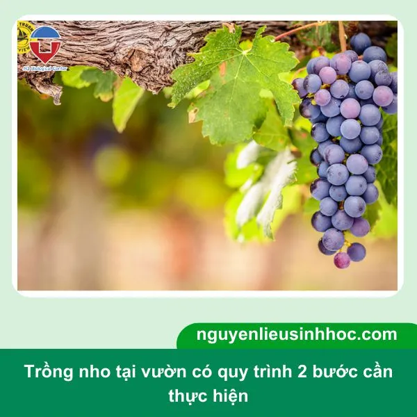 Kỹ thuật trồng nho trên sân vườn đảm bảo cho quả ra trĩu cành