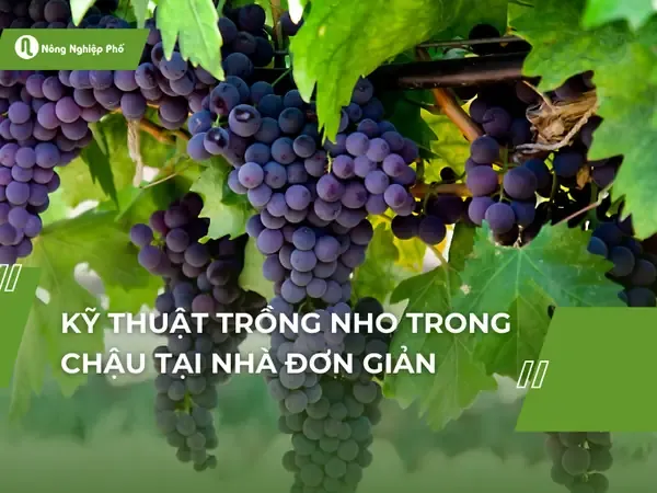 Sơ đồ kỹ thuật trồng và chăm sóc nho trong chậu tại ban công