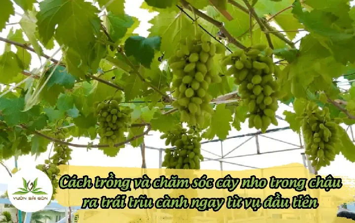 Chăm sóc cây nho trong chậu ra trái trĩu cành khỏe mạnh