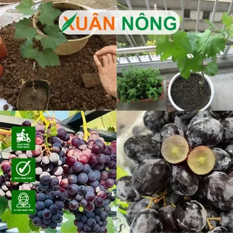 Kỹ thuật trồng nho xanh trong chậu đơn giản tại nhà cho người mới bắt đầu