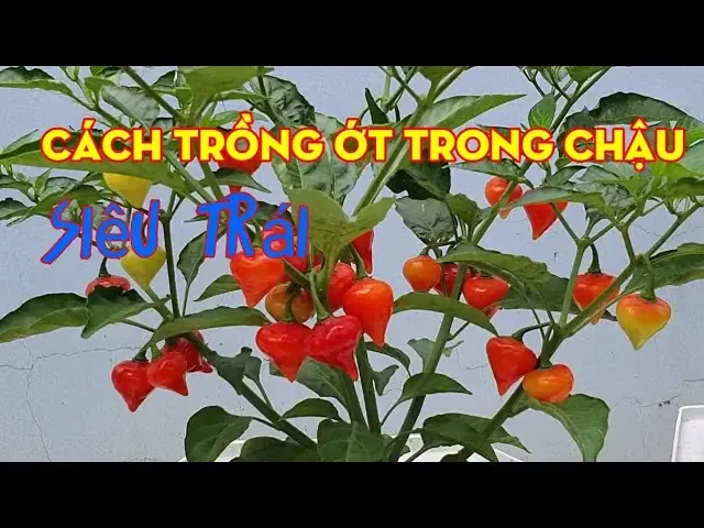Cách Trồng Ớt Habanero: Nhu cầu Ánh sáng và Chăm sóc định kỳ