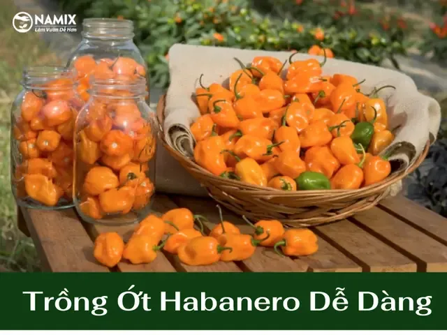 Ứng dụng Ớt Habanero trong Ẩm thực Carribe và Mexico