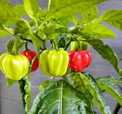Kỹ thuật Bón phân và Phòng bệnh cho Cây Ớt Habanero