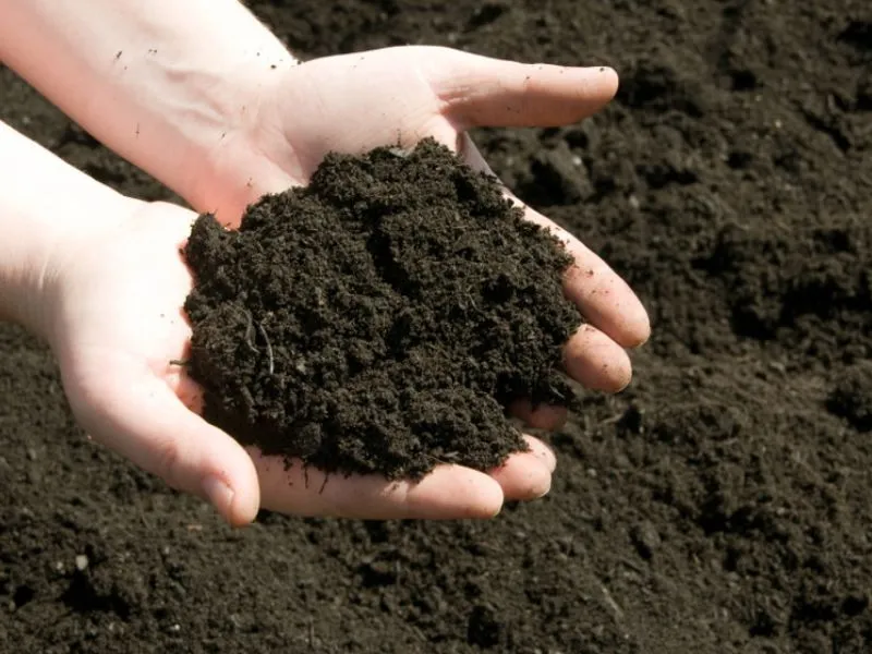 Đất trồng rau bò khai tơi xốp, giàu mùn hữu cơ