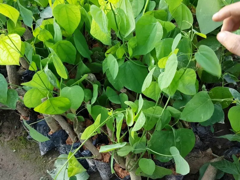 Hom giống bò khai khỏe mạnh, không sâu bệnh là bước quan trọng trong cách trồng rau bò khai