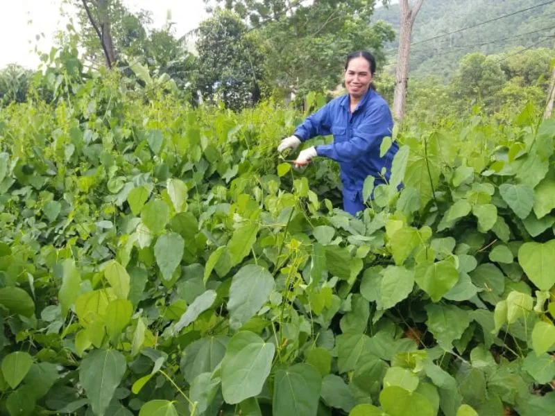 Thu hoạch ngọn rau bò khai non bằng kéo để đảm bảo năng suất