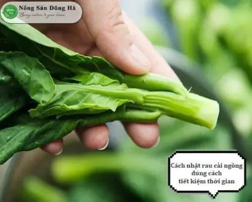 Rau cải làn xanh tươi trồng trong chậu hữu cơ, mô hình tại Vũ Garden