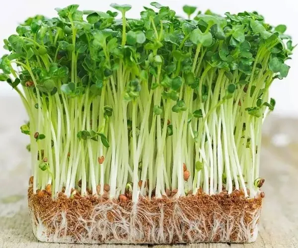 Rau mầm họ nhà cải có thời gian sinh trưởng ngắn, dễ trồng