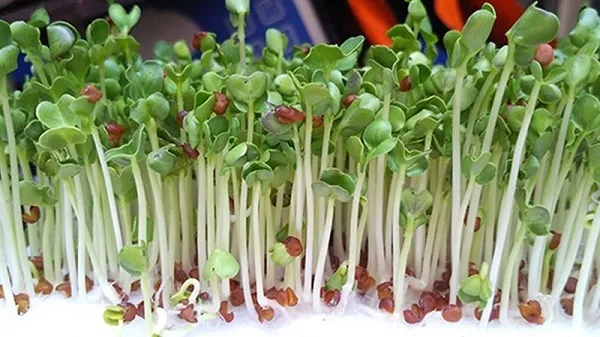 Rau mầm củ cải trắng rất giàu vitamin A và chất dinh dưỡng