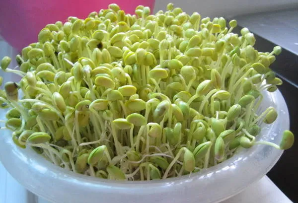 Rau mầm giá đỗ thường có mầm to và phát triển nhanh