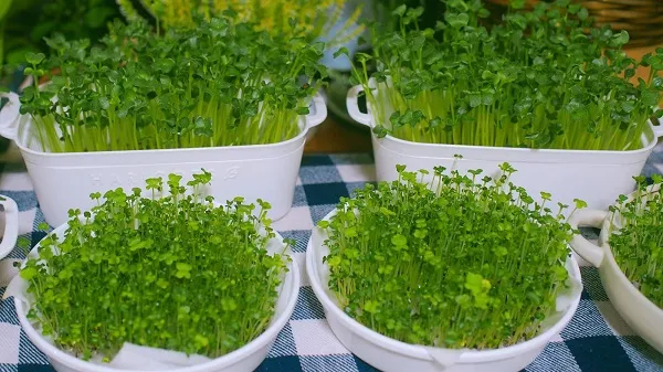 Trồng cải mầm bằng rổ nhựa là một cách làm siêu đơn giản