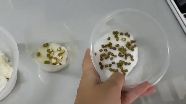 Gieo cải mầm trên bông gòn đơn giản và nhanh gọn