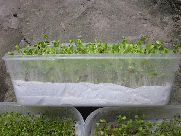 Trồng cải mầm bằng khăn giấy tiện lợi, dễ quan sát