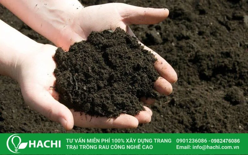 Sử dụng phân bón hữu cơ trong quy trình trồng rau cải xanh tại vườn