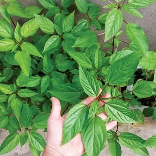 Giống rau đay đỏ tươi tốt trồng trong chậu tại nhà