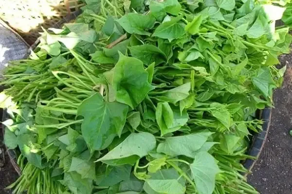 Cảnh những bó rau khoai lang tươi non sau khi thu hoạch và cách bảo quản hợp lý