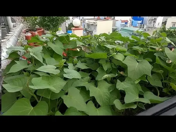 Thao tác giâm cành trực tiếp và kỹ thuật trồng rau khoai lang trong thùng xốp