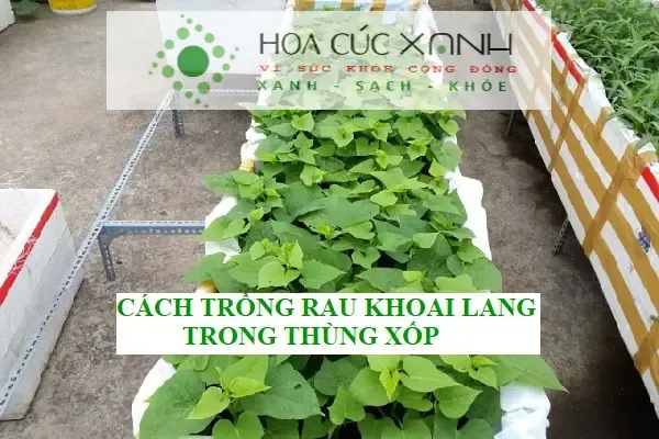 Thùng xốp lý tưởng để trồng rau khoai lang trong thùng xốp, đảm bảo hệ thống thoát nước tốt