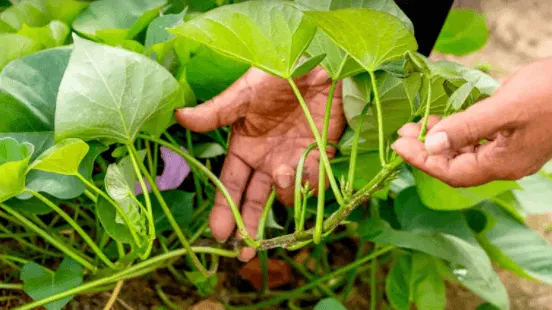 Tuyển chọn dây giống rau lang chất lượng để đảm bảo năng suất khi áp dụng cách trồng rau lang ăn ngọn